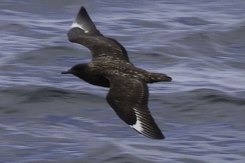 A northern breeder, great skua, last reported on Arran in March 2024. Photograph: Jim McKenzie. A northern breeder, great skua, last reported on Arran in March 2024. Photograph: Jim McKenzie.