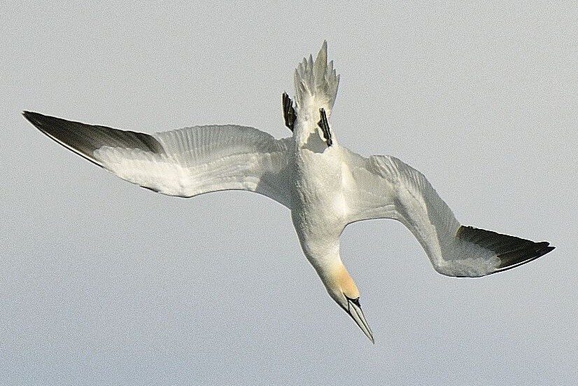 Gannet diving for fish. Photograph: Brian Couper. Gannet diving for fish. Photograph: Brian Couper.
