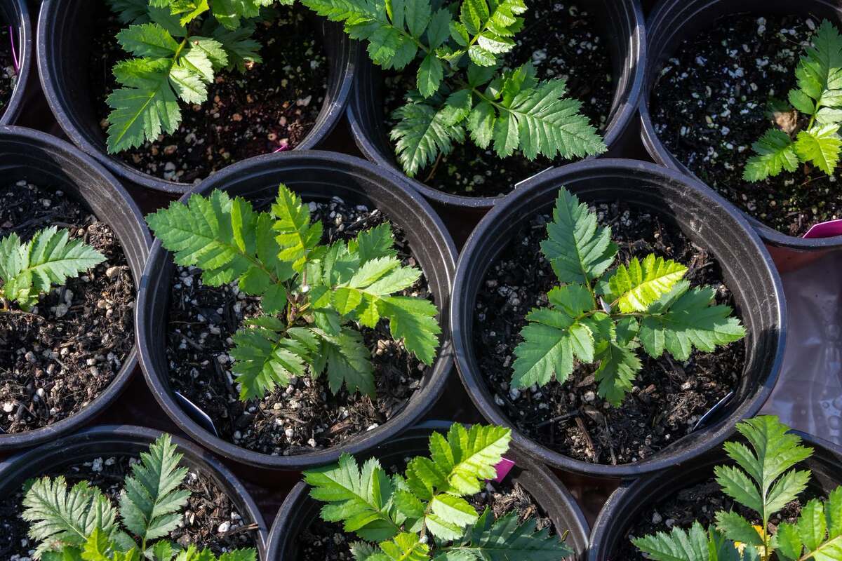 The whitebeams, including the Catacol whitebeams, will be planted in the wild after about one year of acclimatisation. Photograph: NTS. 