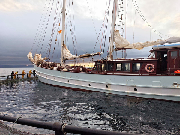 Mowi confirms no fish were lost in yacht incident