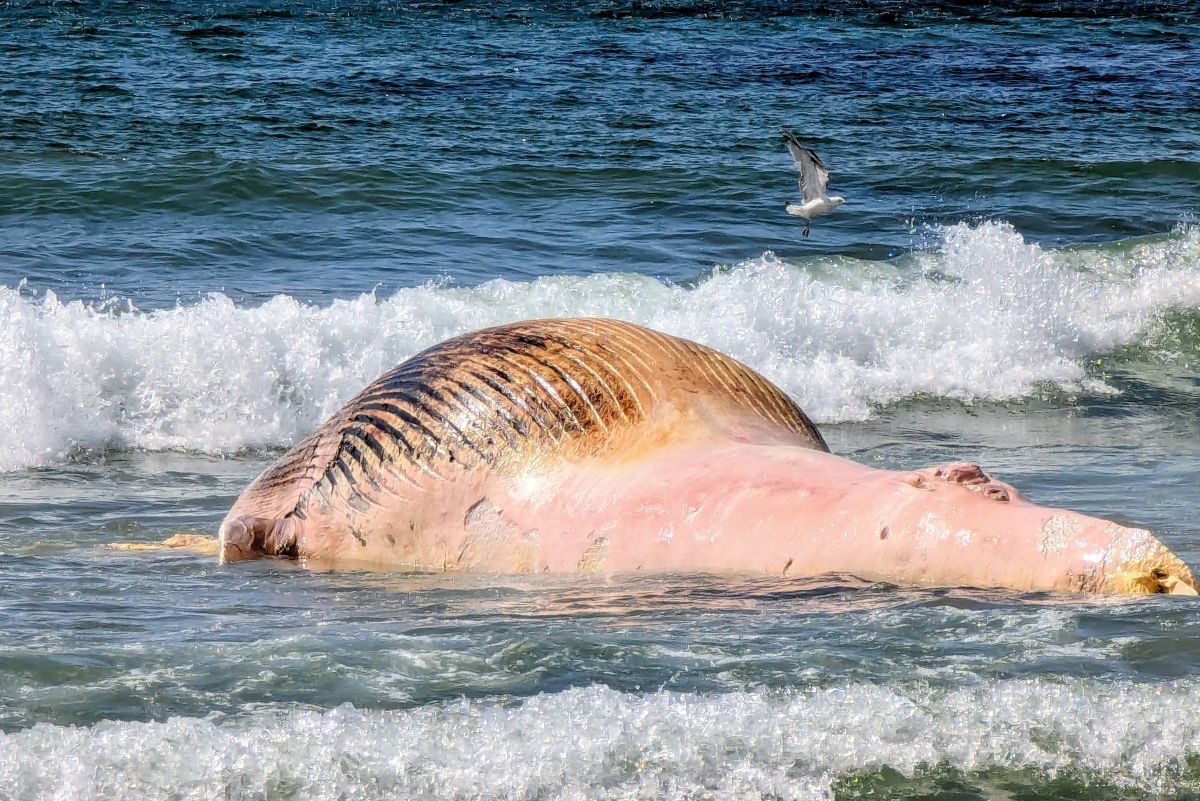 Southend whale causes a stink as beachgoers stay away