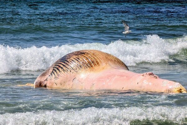 Southend whale causes a stink as beachgoers stay away