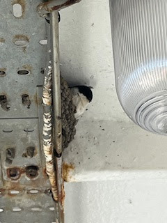 House martins tweet themselves to a &ldquo;ferry&rdquo; unusual nesting spot aboard Lochaline ferry