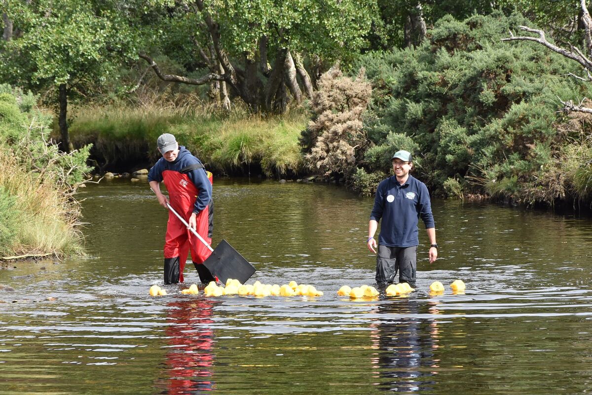 Lochranza Centre staff helped coax the duck derby ducks down the burn. Lochranza Centre staff helped coax the duck derby ducks down the burn.