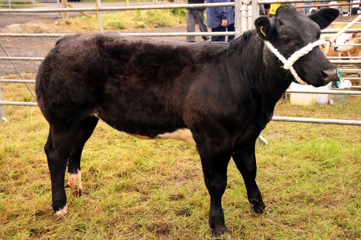 NOKM T34 supreme champ cow 26