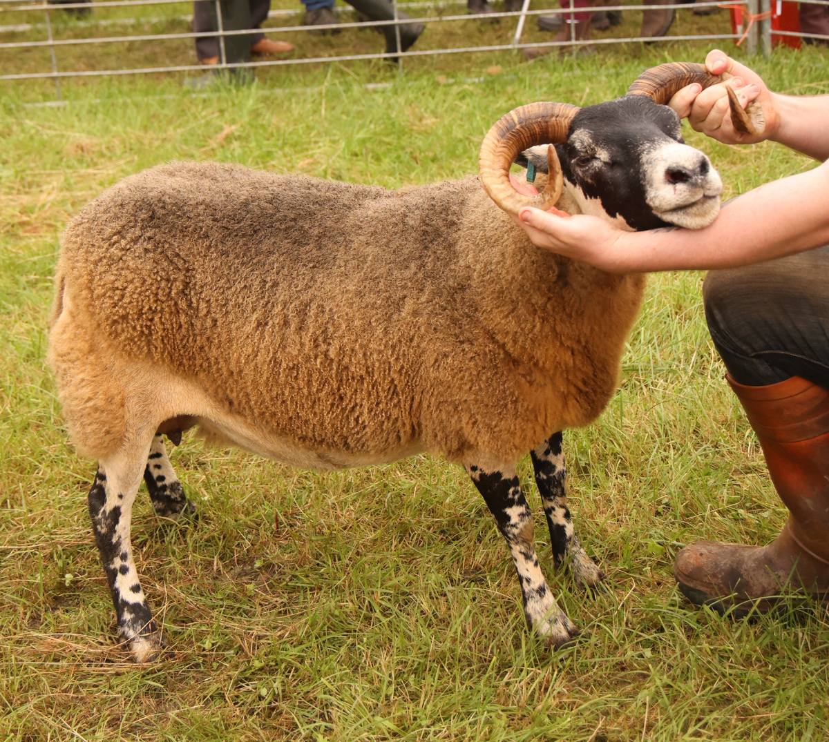 NO KM T34 champion sheep 26