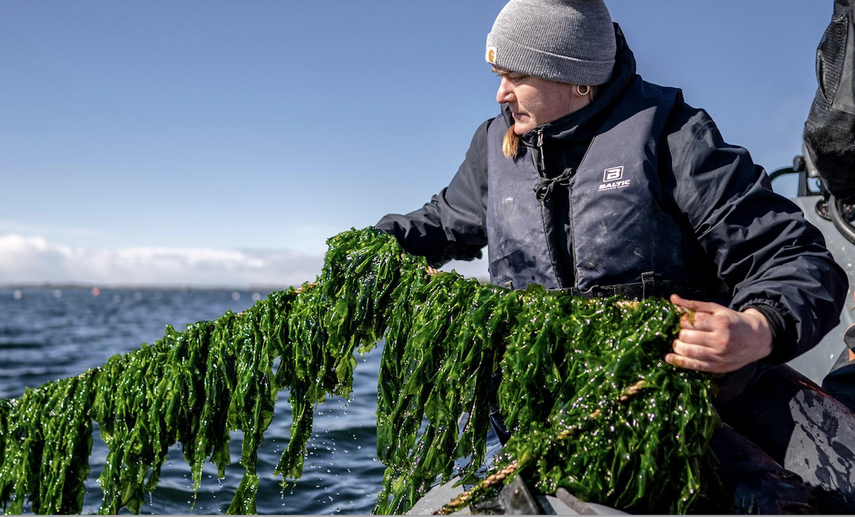 Sophie Steinhagen with seaweed cropped Sophie Steinhagen with seaweed cropped