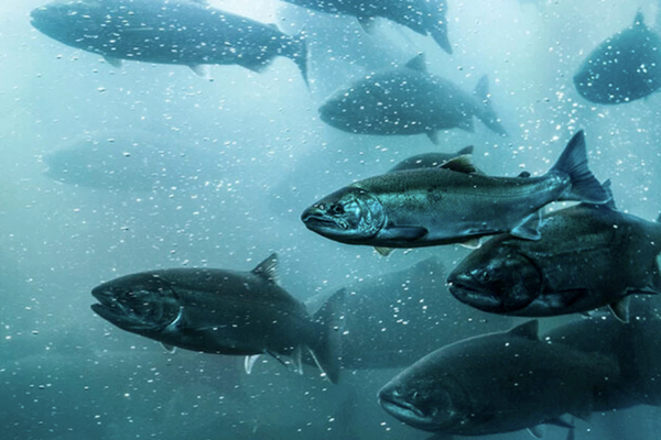 Salmon industry worldwide reports big drop in antibiotic and fishmeal use
