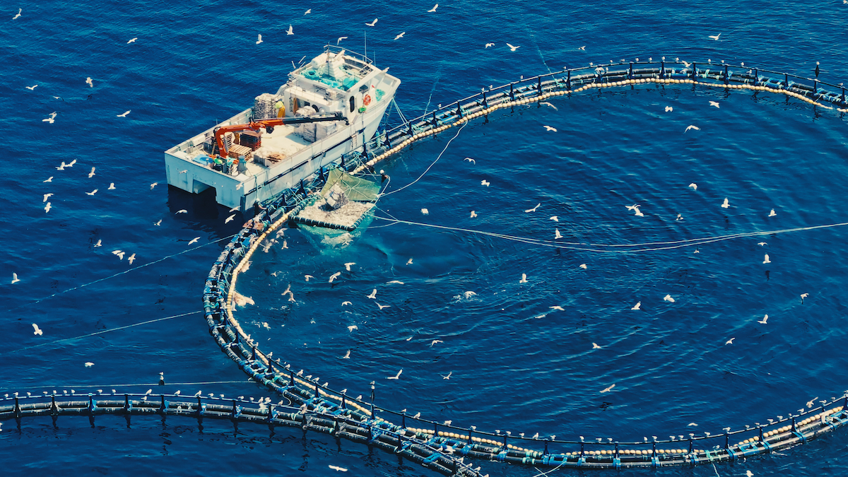 Tuna farm Mediterranean CIWF Drone 1.19.1 Tuna farm Mediterranean CIWF Drone 1.19.1