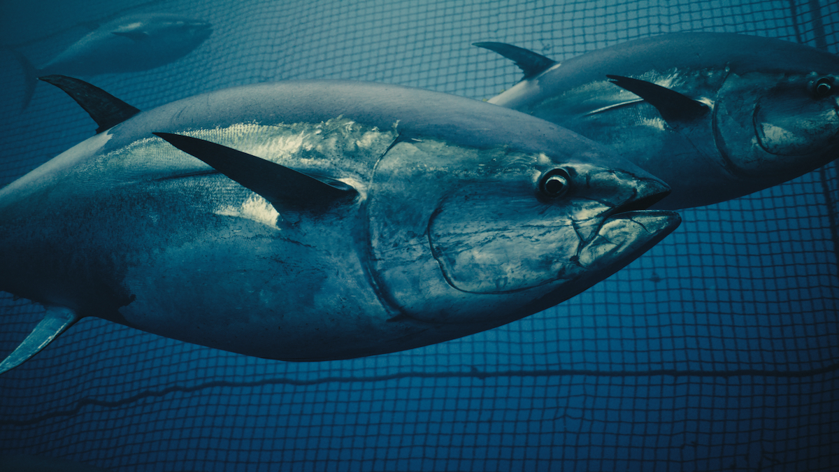 Tuna in farm 1.45.1 CIWF