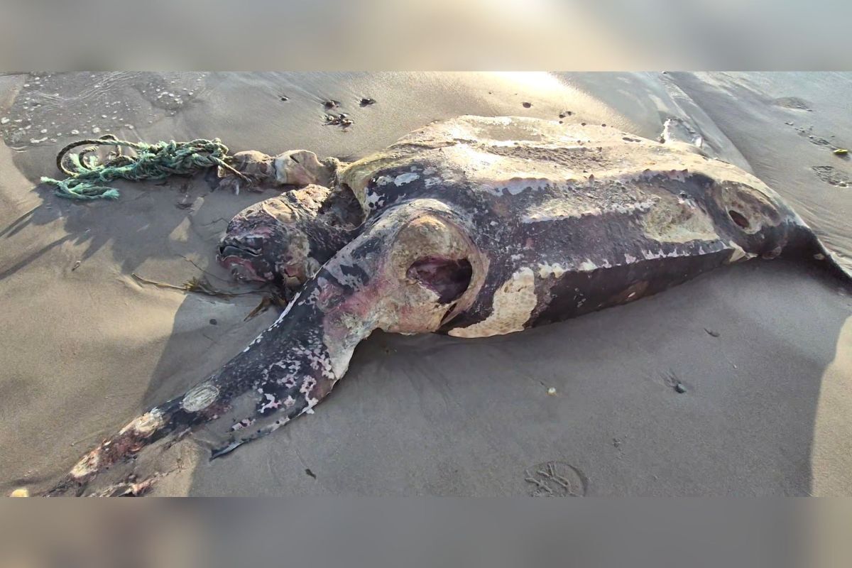 The leatherback turtle found at Bellochantuy was too decomposed for a full post-mortem examination. Photograph: Warren Tait. The leatherback turtle found at Bellochantuy was too decomposed for a full post-mortem examination. Photograph: Warren Tait.