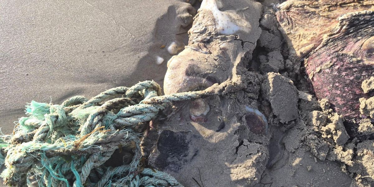 SMASS confirmed that entanglement in fishing gear caused the turtle’s death. Photograph: Warren Tait.
