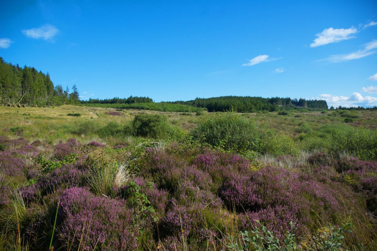 Nature Restoration Fund community grants programme opens for applications