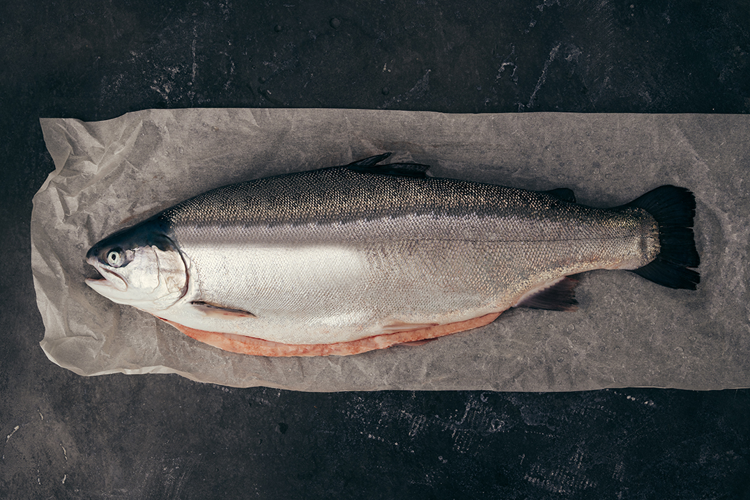 kames steelhead trout.web