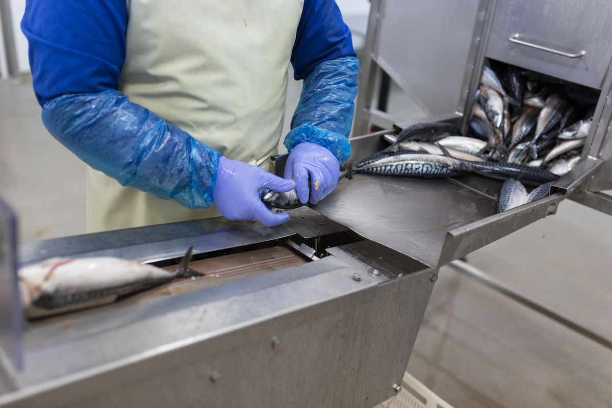 mackerel processing AdobeStock 163910723 mackerel processing AdobeStock 163910723