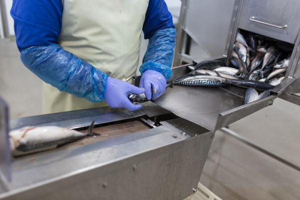 Slaughter: Humane options