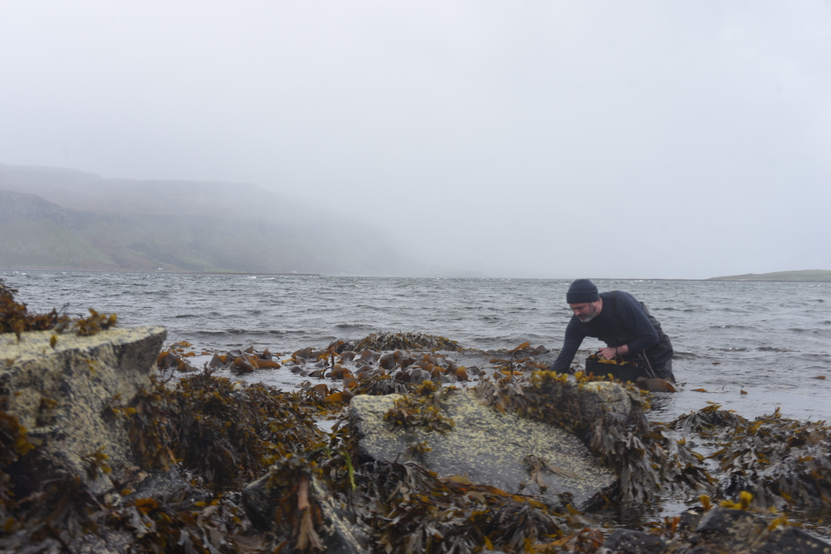 no t35 ormaig Gathering Kelp 3