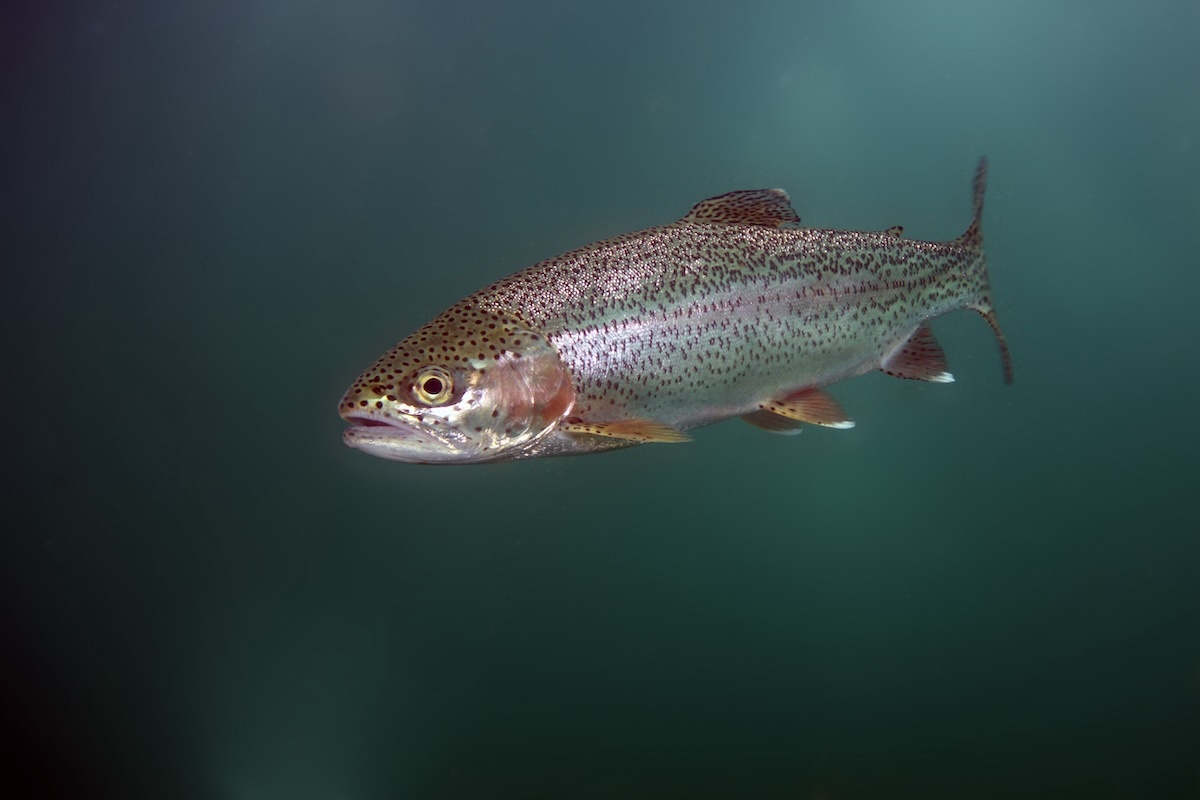 trout swimming AdobeStock 162652496
