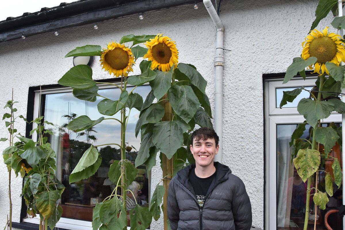 Brodick Golf Club greenkeeper, Andrew Milton with some of the sunflowers grown by the Milton family.