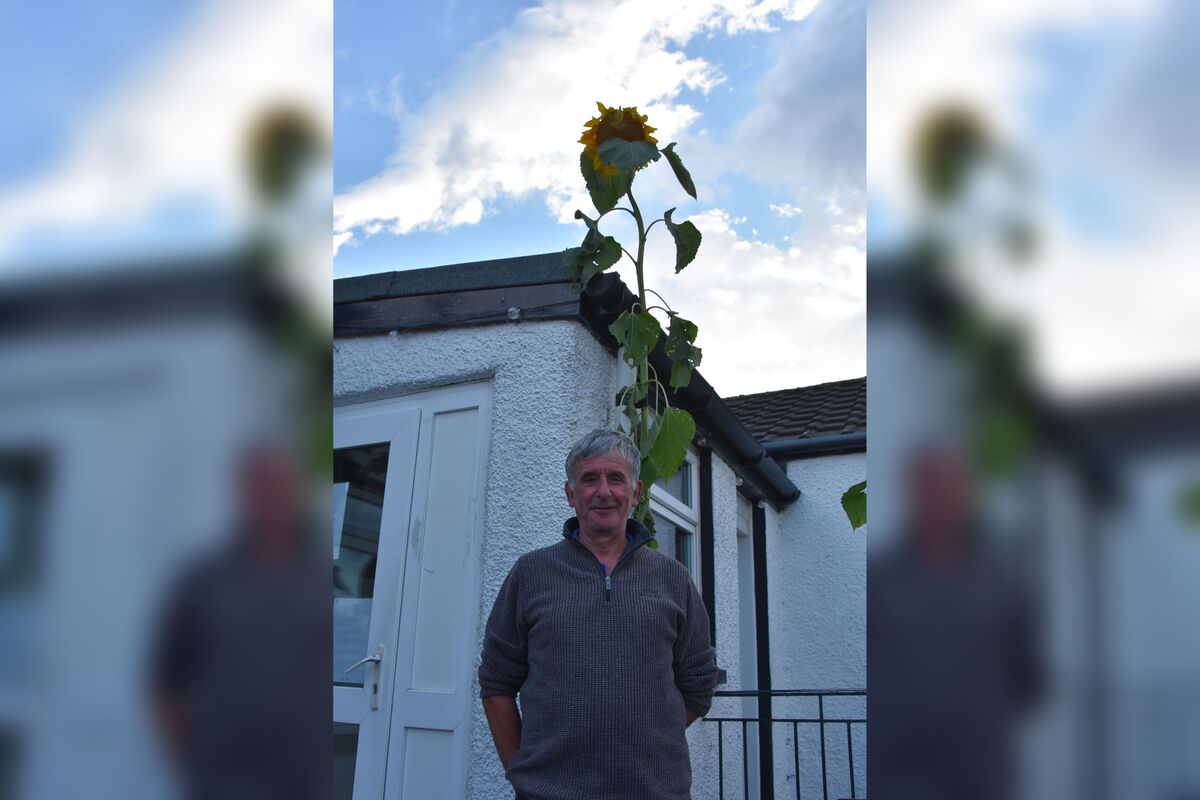 Runner up in the tallest category was Bill McNicol whose sunflower measured 110 inches. Runner up in the tallest category was Bill McNicol whose sunflower measured 110 inches.