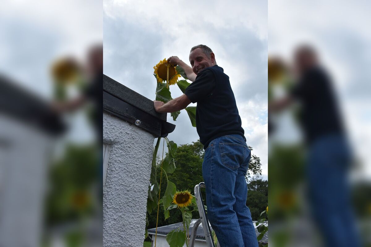 Nicol Hume scales a ladder to measure the sunflower entries. Nicol Hume scales a ladder to measure the sunflower entries.