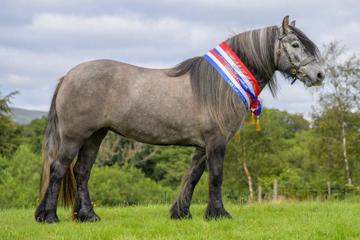 NO LT35 Lochaber Show06 26