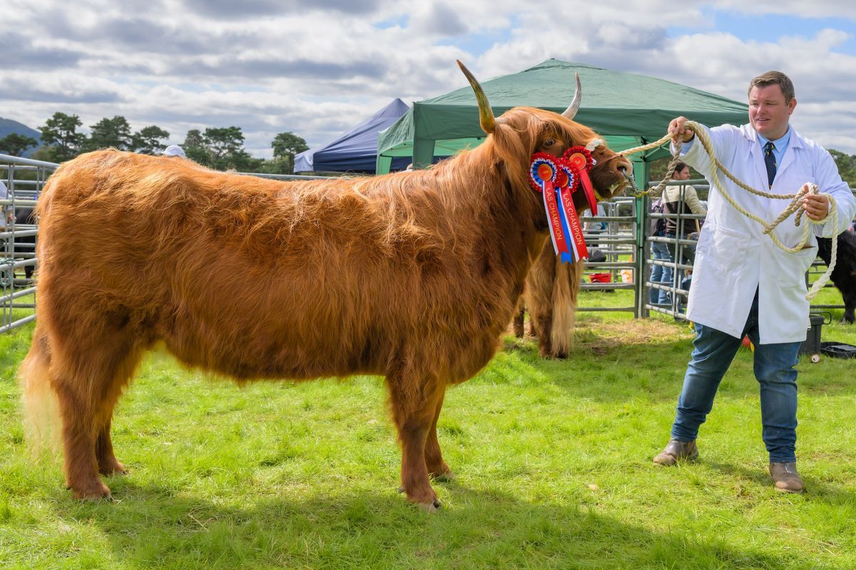 NO LT35 Lochaber Show07 26 NO LT35 Lochaber Show07 26