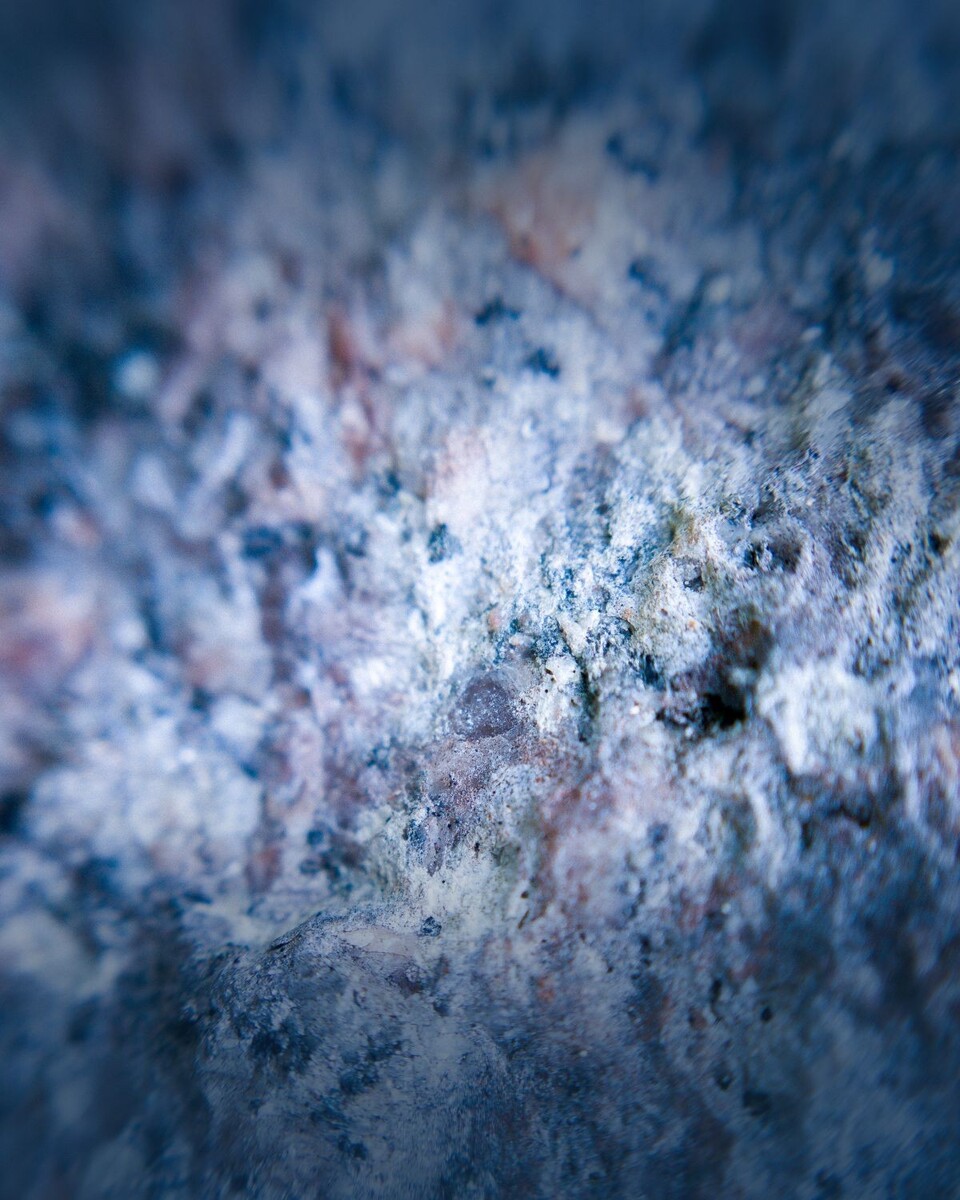 NO T36 Mull exhibition in Aros Park 01 Invasive Species macro shot of lichen in Aros Park credit Calum Hall web