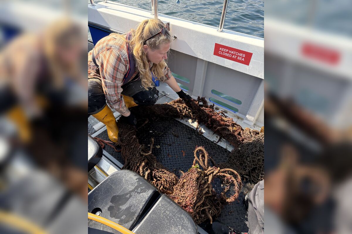 Some of the trawl net recovered from Brodick Bay, where crabs had been trapped. Photograph: Ghost Fishing UK.