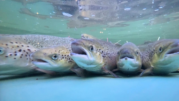 Industry&rsquo;s conservation fund announces latest round of support for wild salmon