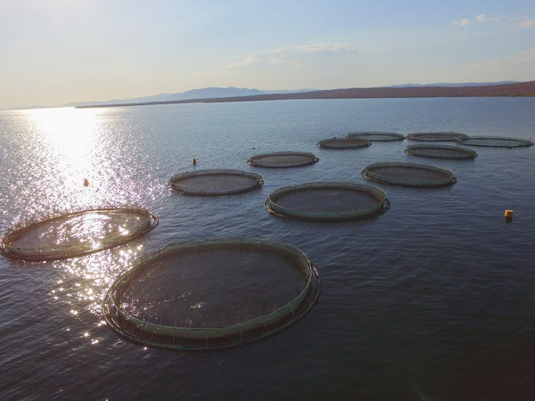 Backing the blue economy
