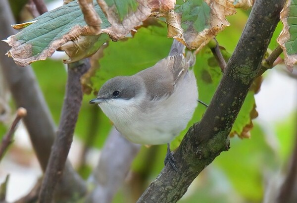 The elusive lesser whitethroat on Arran