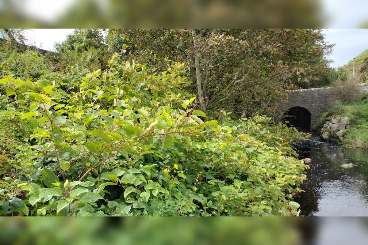 &pound;70,000 battle to rid Islay and Jura of invasive plants