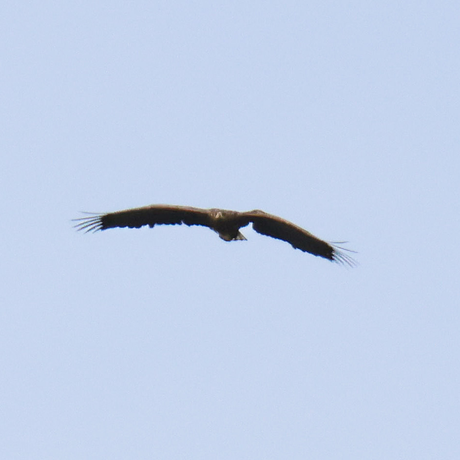 Miracle bird Kinky spotted alive on Mull