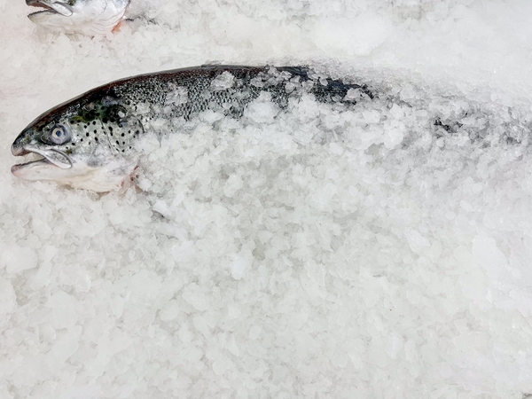 Two men accused of selling unfit salmon