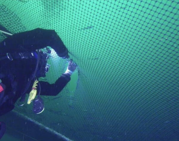Fish farmers warned to prepare for predator attacks