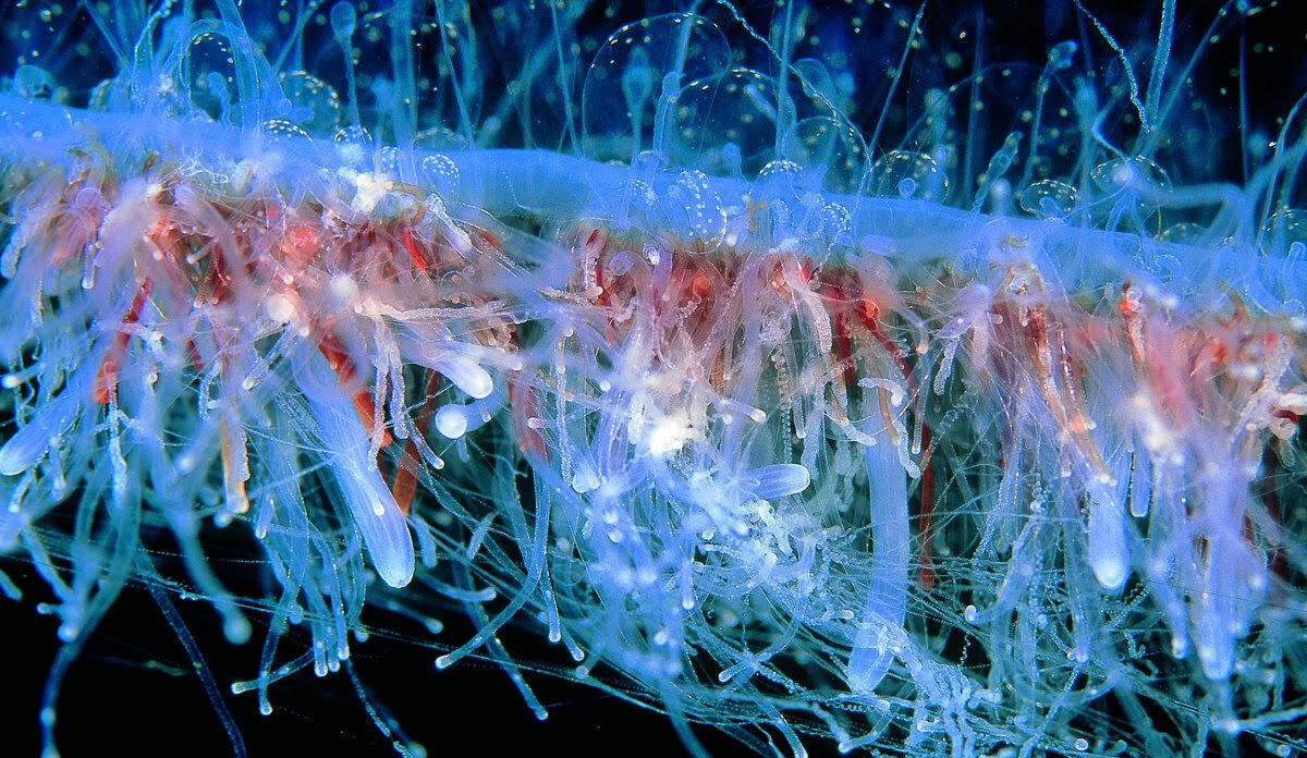 Jellyfish make unwelcome return