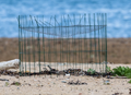 Helping Brodick&rsquo;s shorebirds