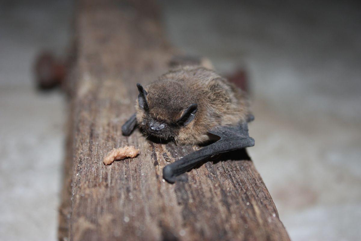 Time to go batty with High Life Highland libraries and countryside rangers