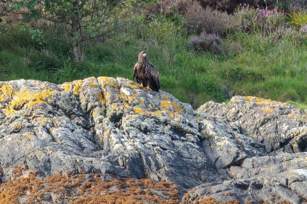 White-tailed eagle chicks take flight at Loch Sunart