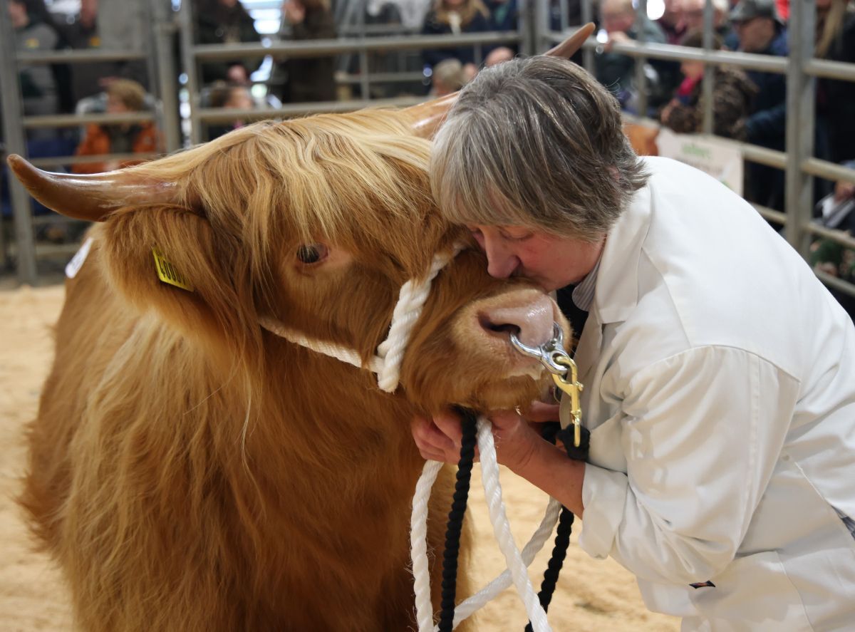 West Coast Today - Farming - The Highland Cattle Society’s 129th Autumn ...